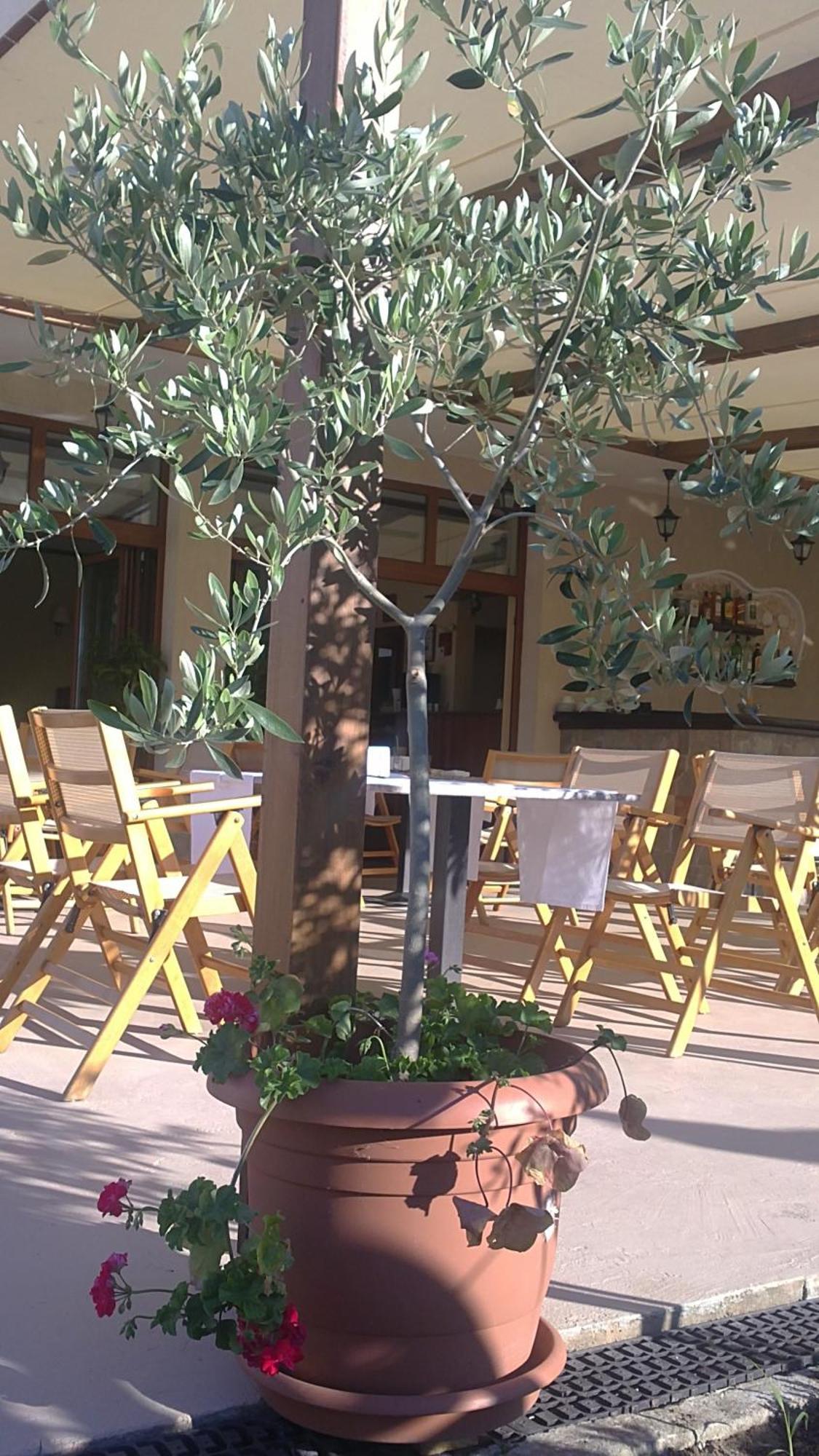 Family Hotel Muses سوزوبول المظهر الخارجي الصورة